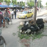 Backpacking in Bangladesh, goats on the streets