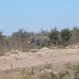Elephant crossing the road in Botswana