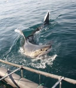 Great White Shark in Cape Town Great White Shark in Cape Town, shark diving