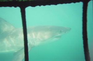 great white shark south africa great white shark south africa