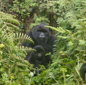 gorilla and baby how much does it cost for the mountain gorillas in uganda?