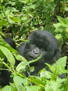 baby gorilla mountain gorillas uganda