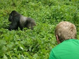 Silverback gorilla in Rwanda Silverback gorilla in Rwanda