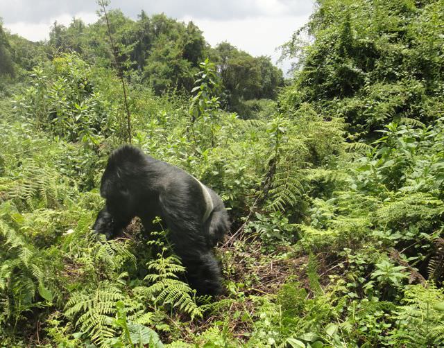 Trekking with Mountain Gorillas in Rwanda & Uganda