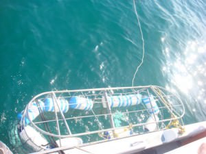 the cage to dive in shark diving cage