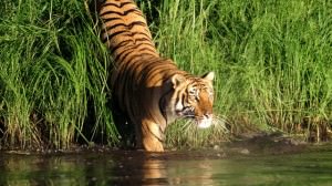 Bengal Tiger on Safari