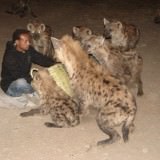 Hyenas in Harar