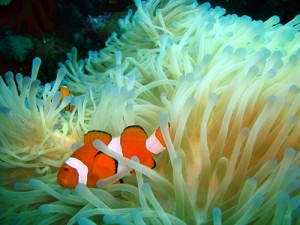 Clown Fish scuba diving