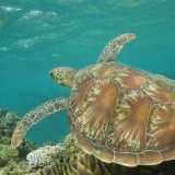 scuba diving at cairns