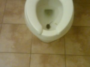 rat in hotel rat in hotel