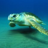 A-female-loggerhead-turtl-006