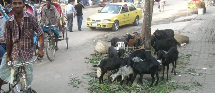 Backpacking in Bangladesh, goats on the streets