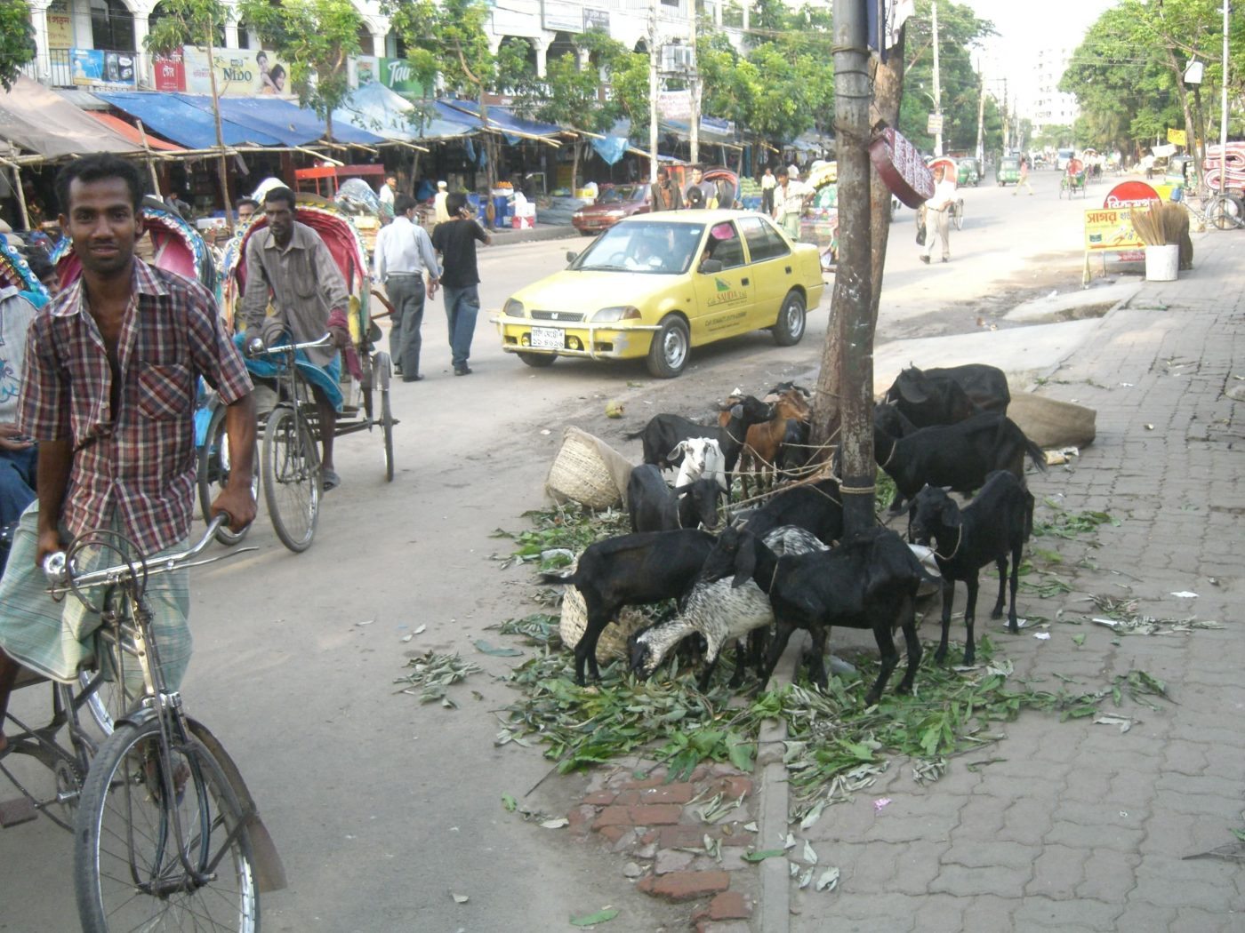 Backpacking in Bangladesh, goats on the streets