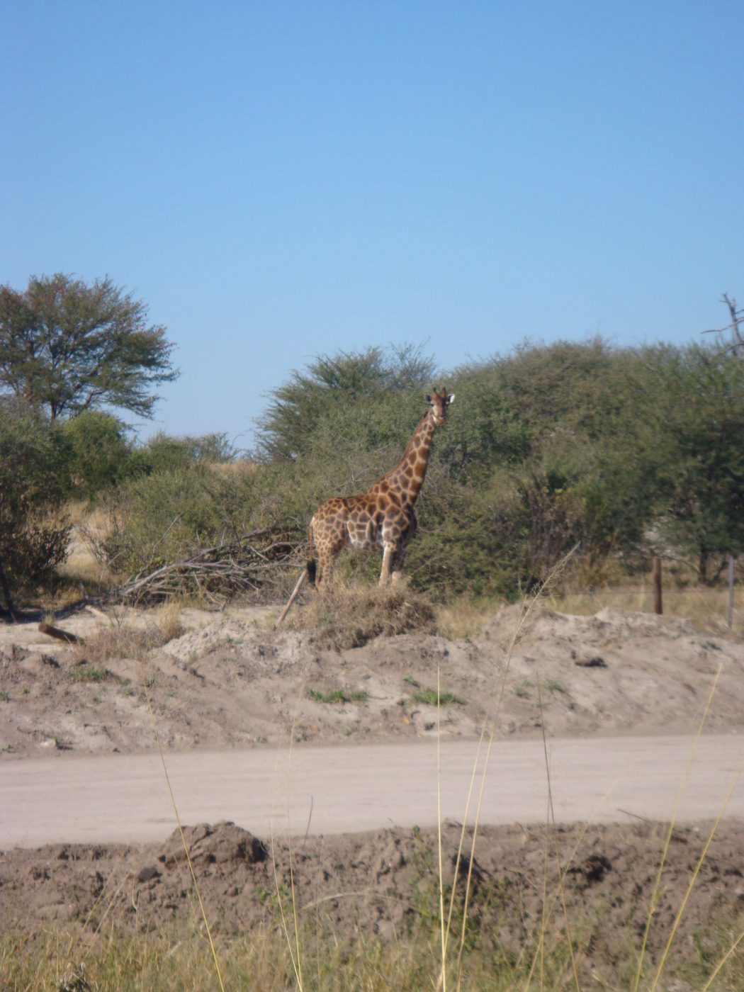 Giraffe crossing the road in Botswana