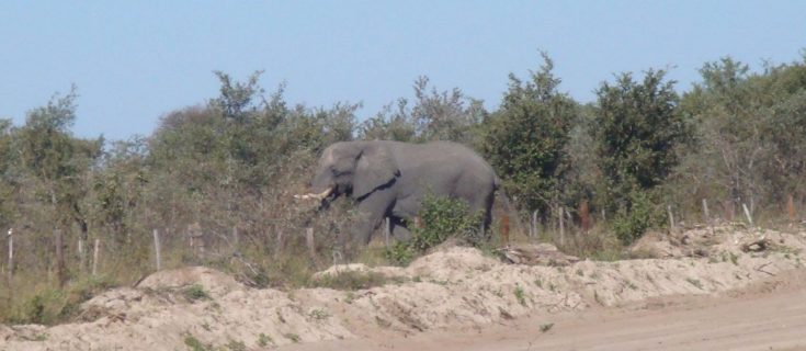 Elephant crossing the road in Botswana