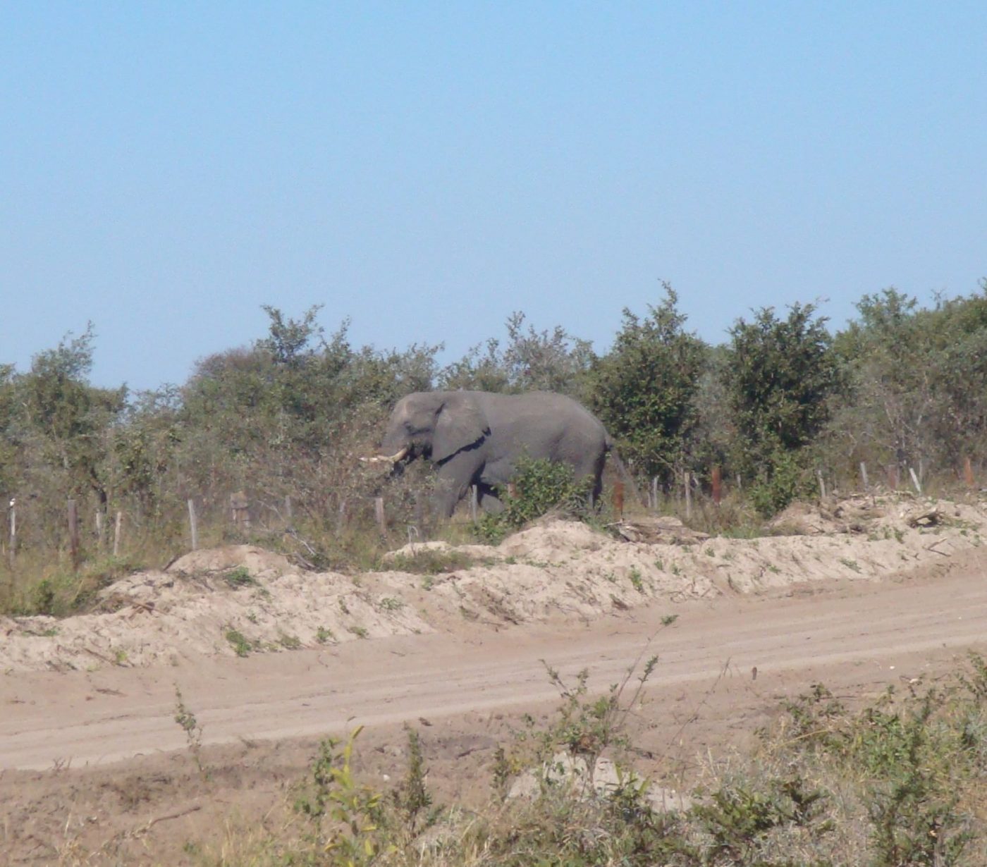 Elephant crossing the road in Botswana