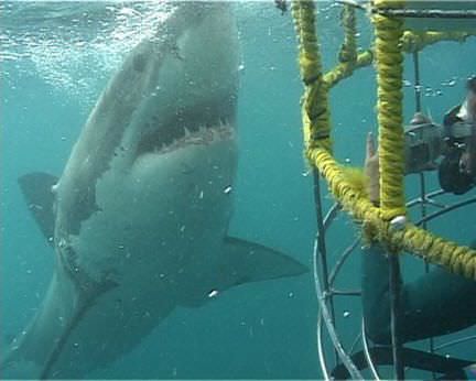 Great White Shark in Cape Town