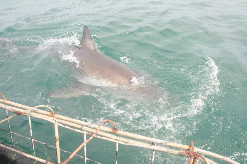 Shark diving in Cape Town 