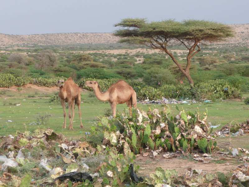 somaliland passport travel