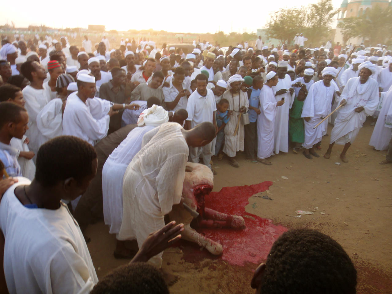 Witnessing A Camel Sacrifice In A Mosque In Khartoum Sudan