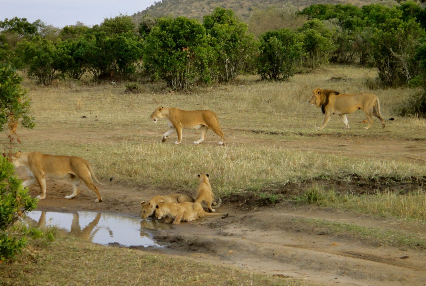 lions cubs in tanzania