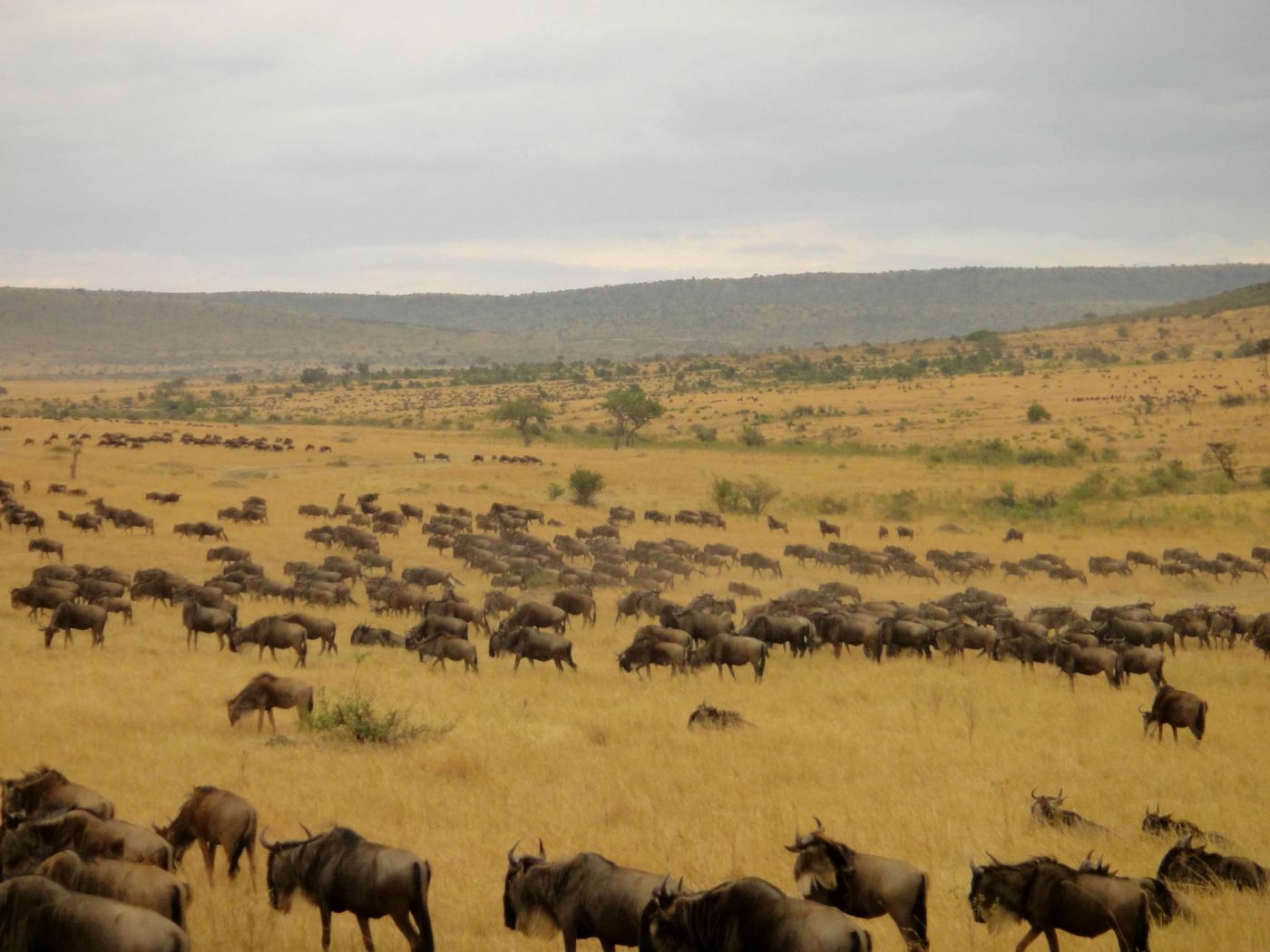 wildebeest migration on a budget