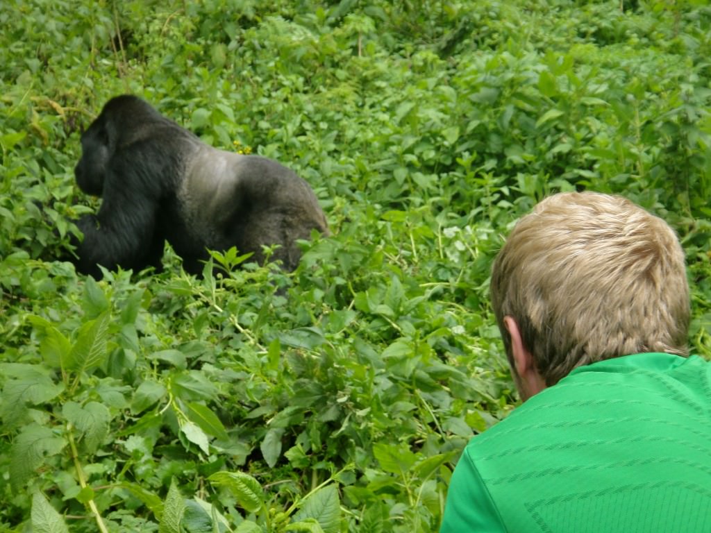 gorillas in rwanda