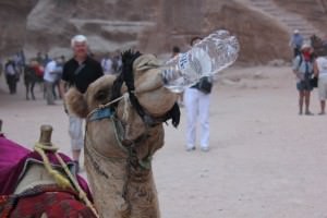 camel safari jordan