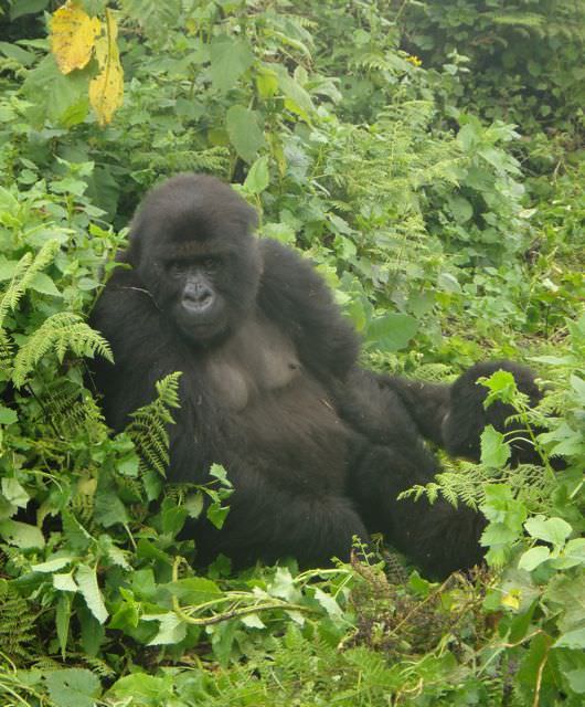 how much does it cost to see the gorillas in Rwanda?