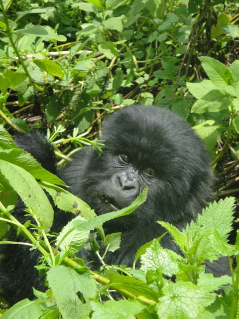 mountain gorillas uganda