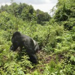 Trekking with Mountain Gorillas in Rwanda & Uganda