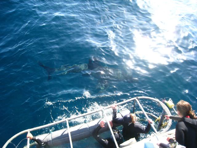 cage diving with great white sharks