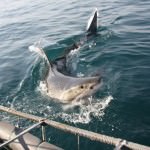 Shark Cage Diving With Great White Sharks in Cape Town, South Africa