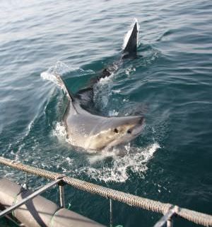 diving with sharks in south africa