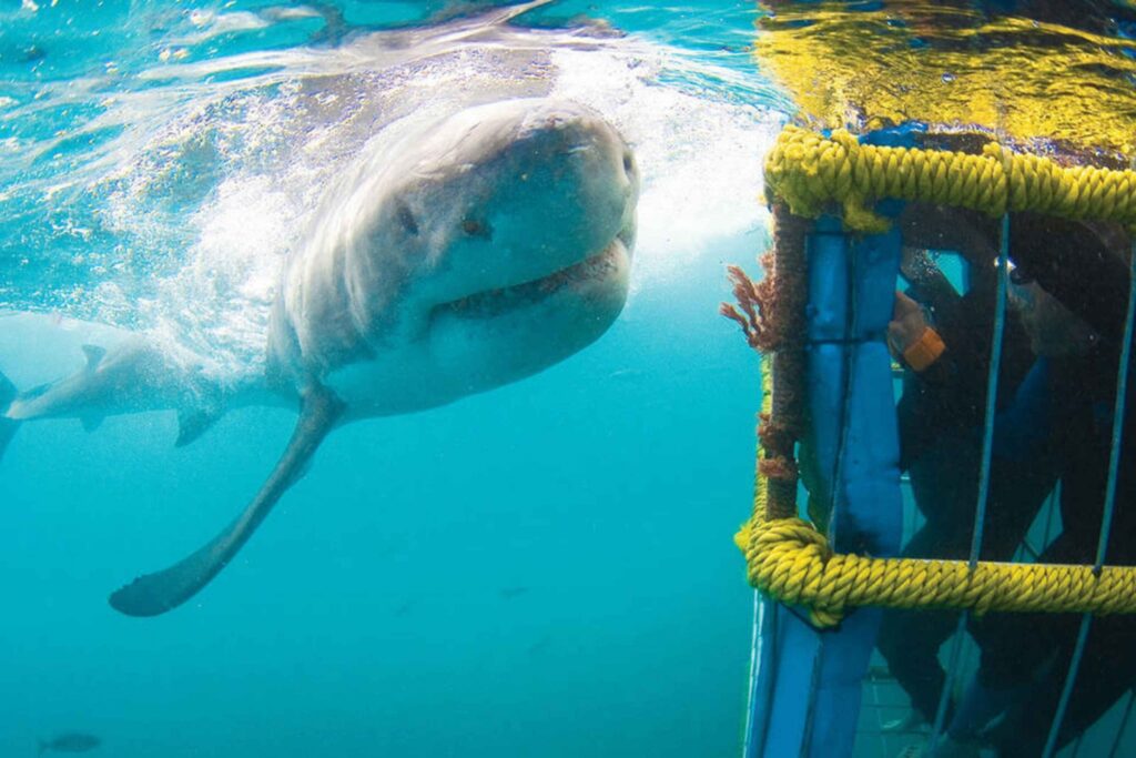 great white shark trips cape town