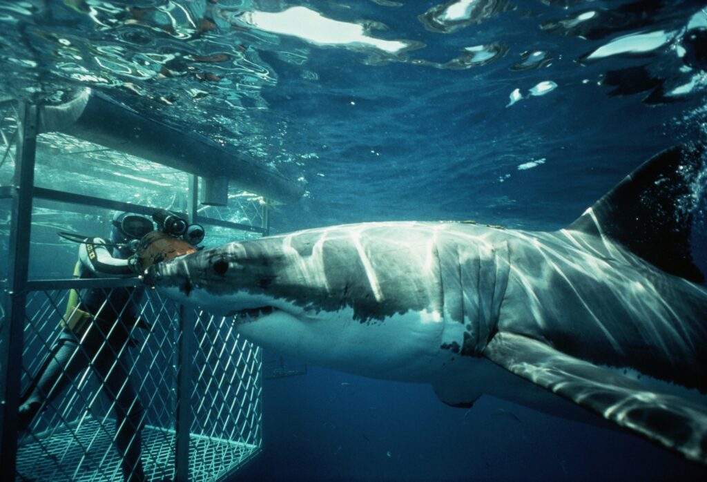 shark cage diving