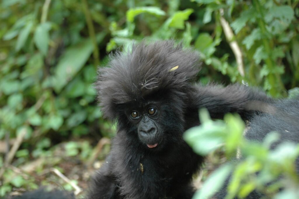 Trekking with Mountain Gorillas in Rwanda