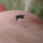 Malaria – What Drug You Should Take to Prevent It!