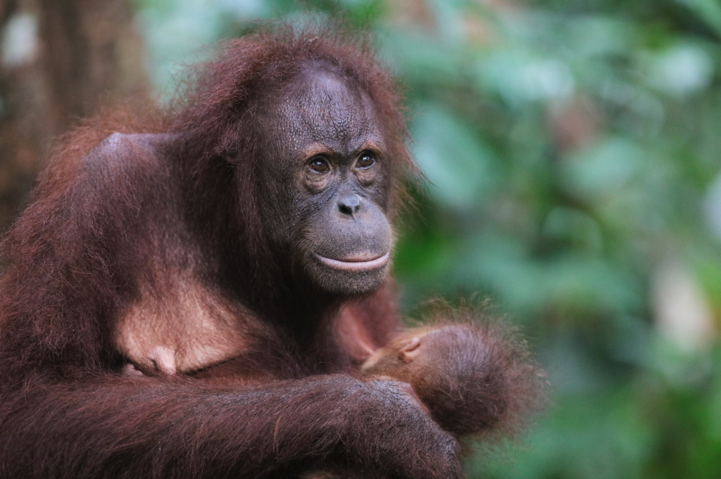 Orangutans in Borneo