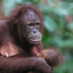 Orangutans in Borneo; How to See Them & How Much It Costs