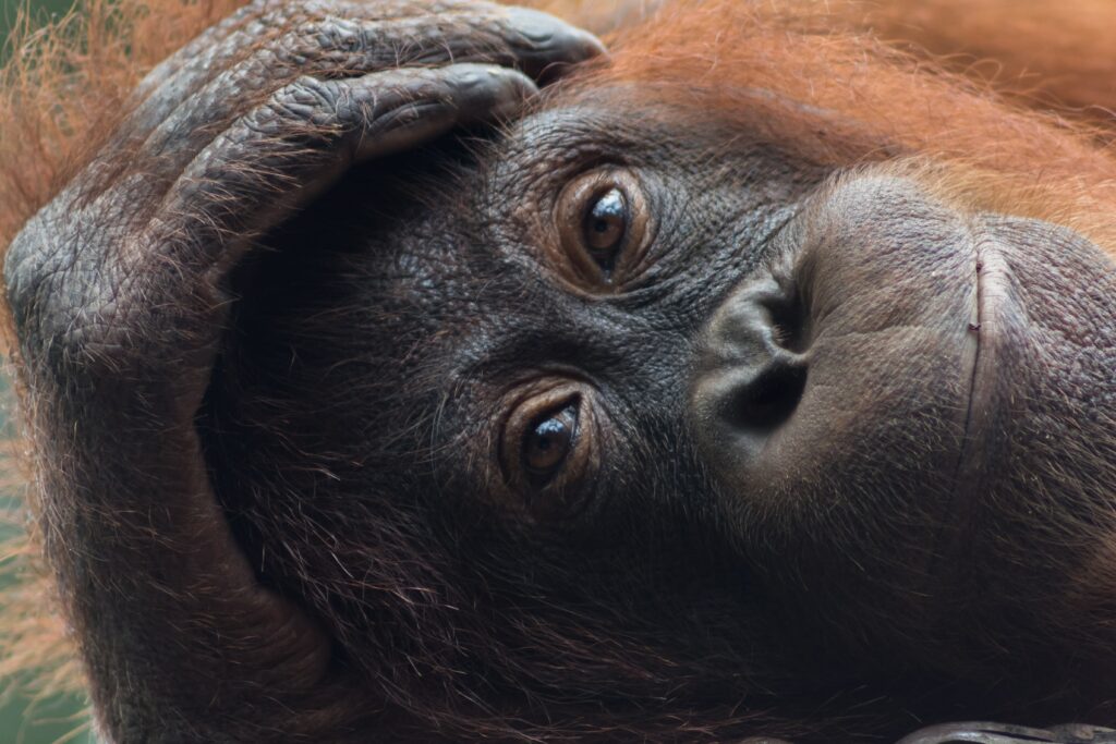 Borneo Orangutans