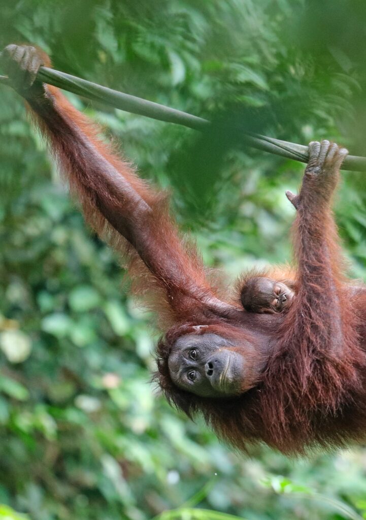 Orangutans in Borneo