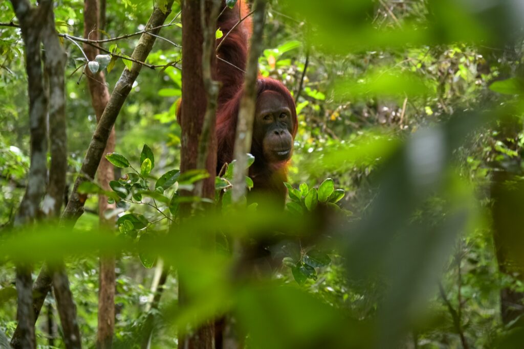 Borneo Orangutans