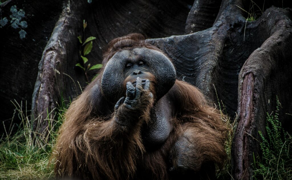 Orangutans in Borneo