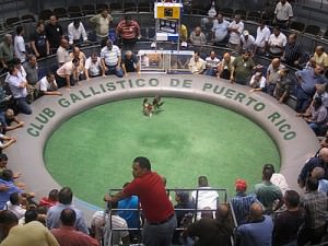 Cockfighting Dominican Republic