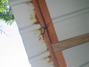 Perhentian islands spider Perhentian islands spider