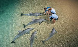 Shark Bay dolphins