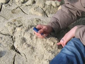 isle of wight fossil hunting