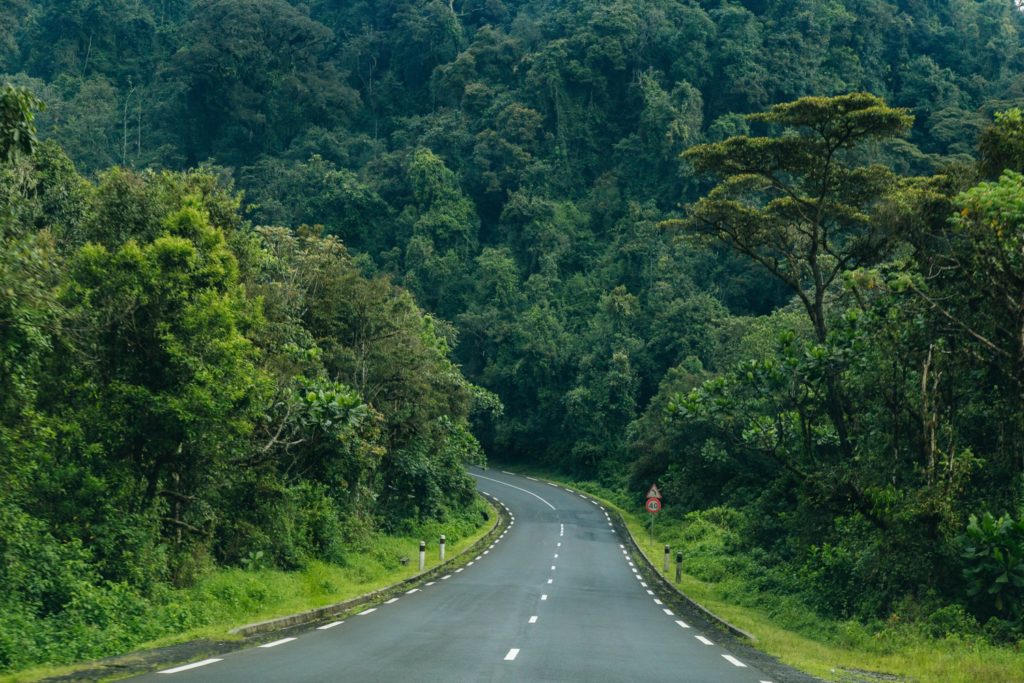 Nyungwe Forest