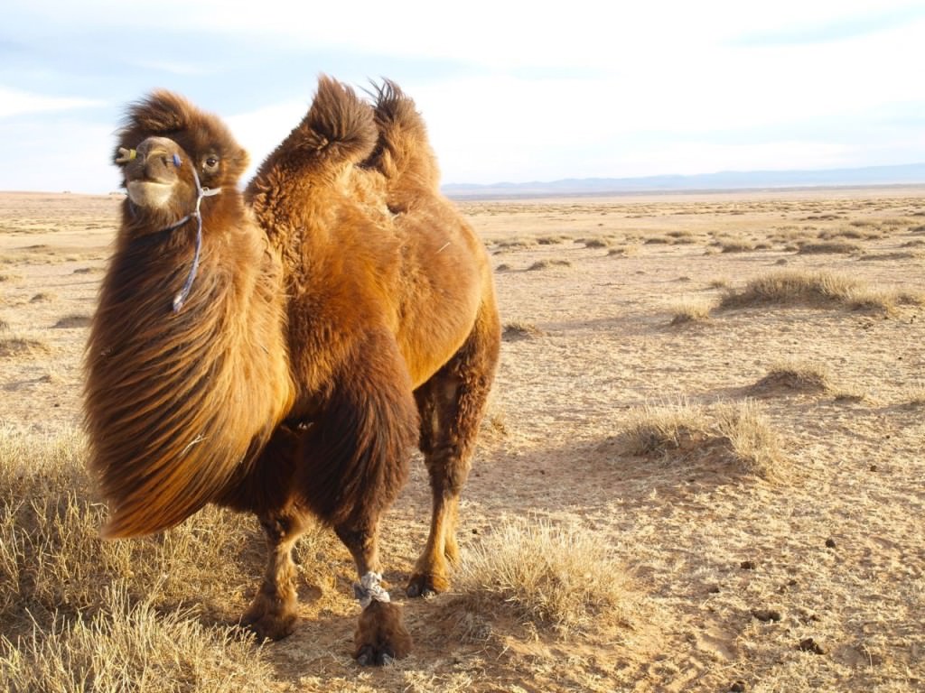 Camels mongolia